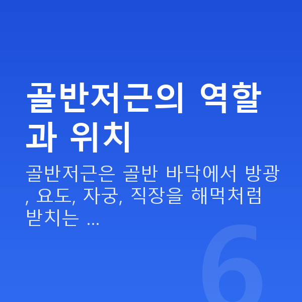골반저근운동 골반저근의 역할과 위치