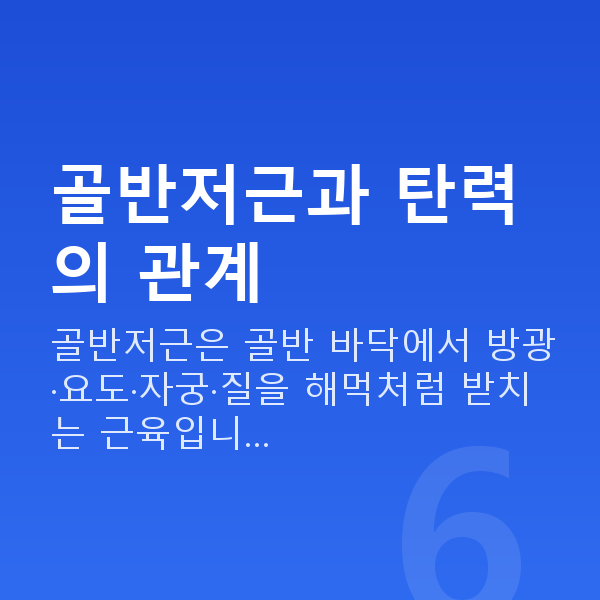 질수축 골반저근과 탄력의 관계