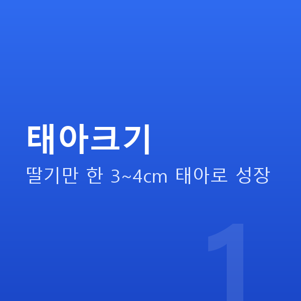 임신 10주차 태아크기