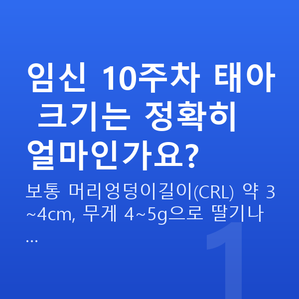 임신 10주차 태아 크기 임신 10주차 태아 크기는 정확히 얼마인가요?