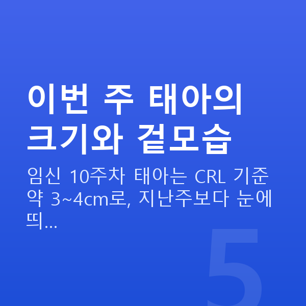 임신 10주차 태아 크기 이번 주 태아의 크기와 겉모습