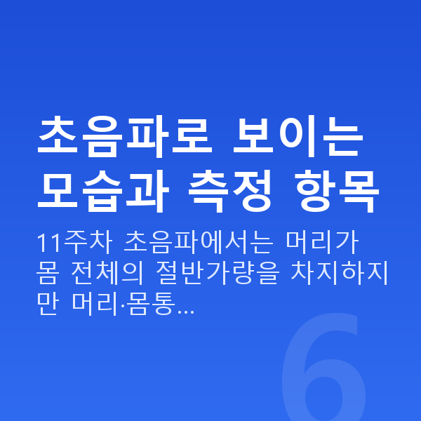 임신 11주차 초음파 초음파로 보이는 모습과 측정 항목