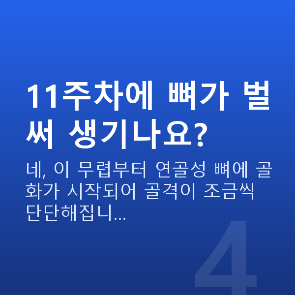 임신 11주차 태아 크기 11주차에 뼈가 벌써 생기나요?