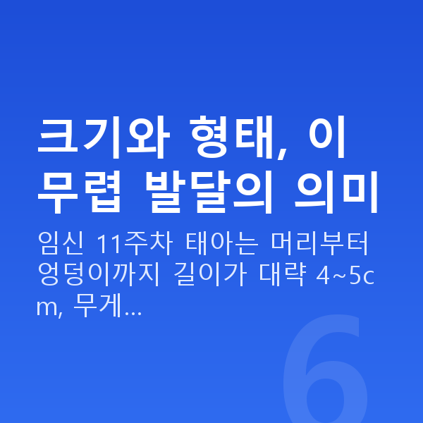 임신 11주차 태아 크기 크기와 형태, 이 무렵 발달의 의미