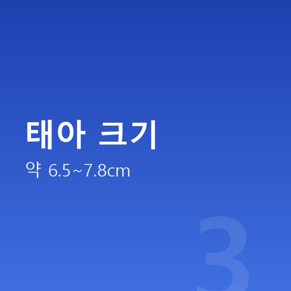 임신 13주차 태아 크기
