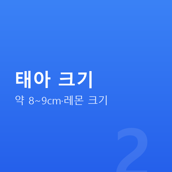 임신 14주차 태아 크기