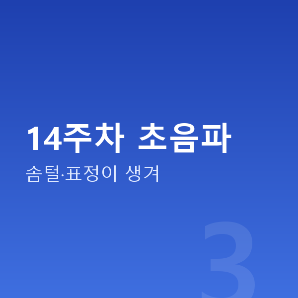 임신 14주차 14주차 초음파