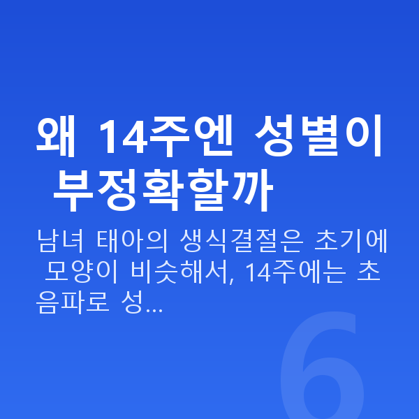 임신 14주차 성별 왜 14주엔 성별이 부정확할까