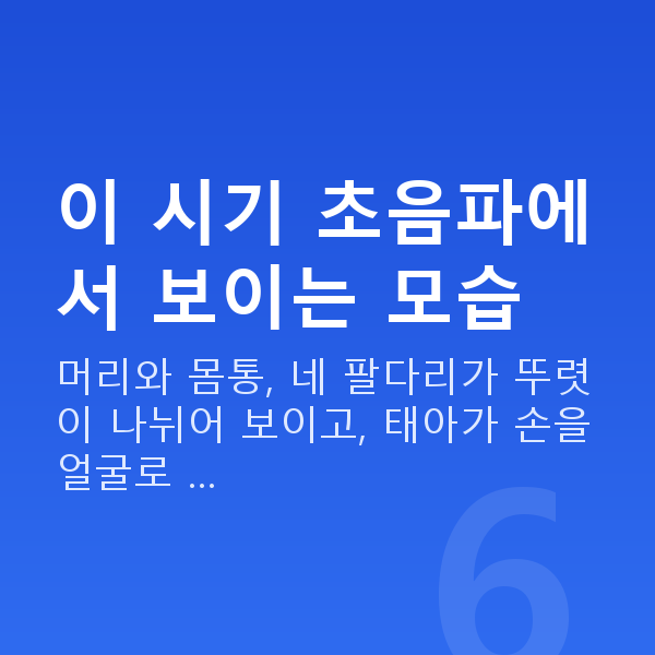 임신 14주차 초음파 이 시기 초음파에서 보이는 모습