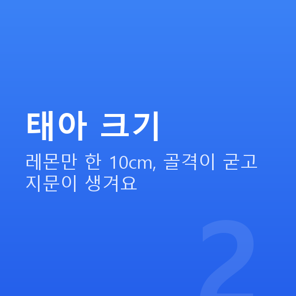 임신 15주차 태아 크기