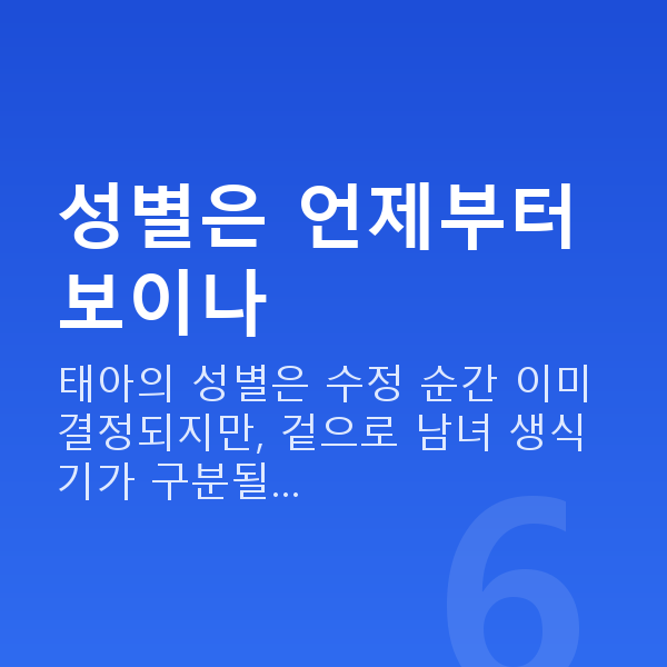 임신 15주차 성별 성별은 언제부터 보이나