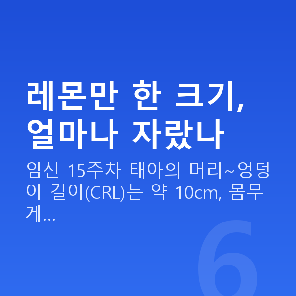 임신 15주차 태아 크기 레몬만 한 크기, 얼마나 자랐나