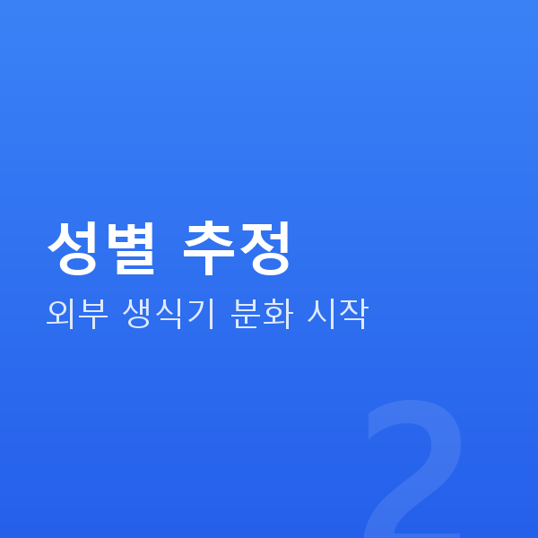 임신 16주차 성별 추정