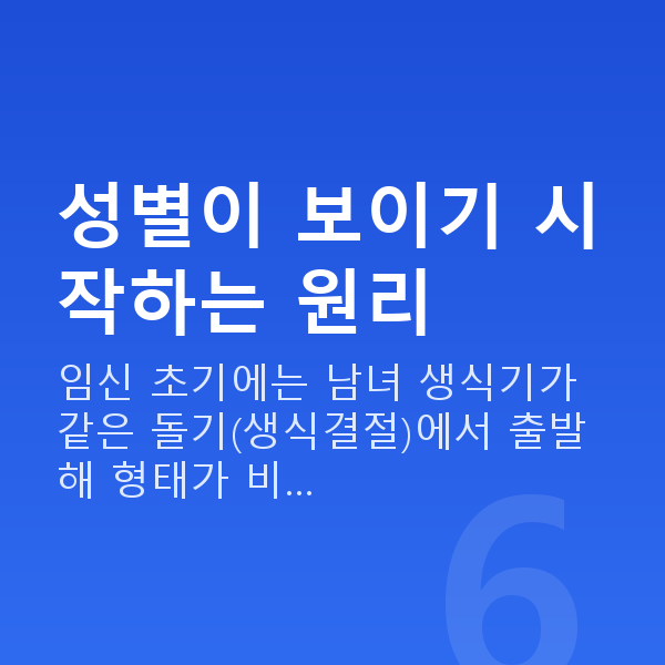 임신 16주차 성별 성별이 보이기 시작하는 원리