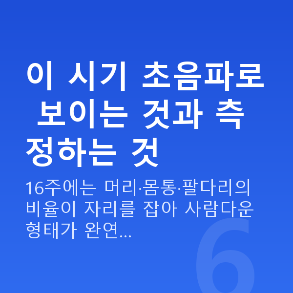 임신 16주차 초음파 이 시기 초음파로 보이는 것과 측정하는 것