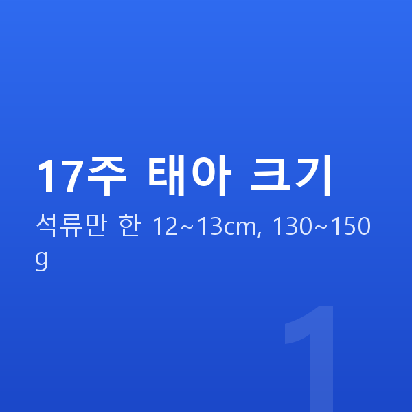 임신 17주차 17주 태아 크기