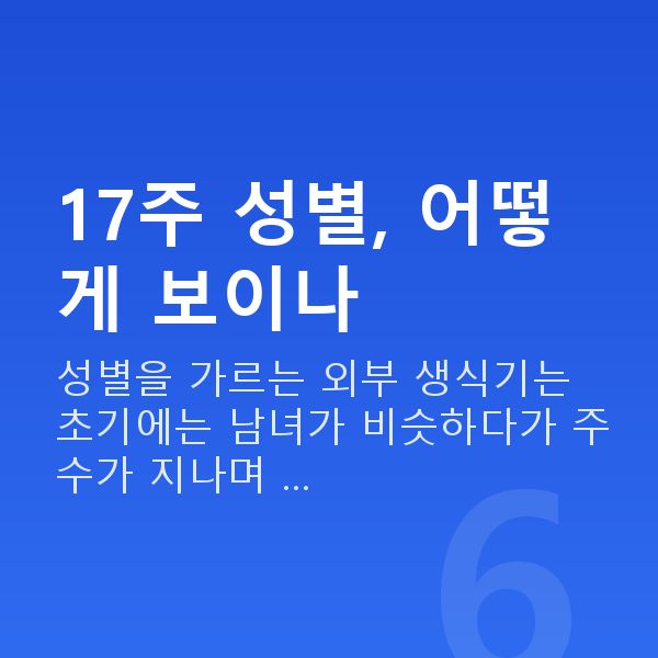 임신 17주차 성별 17주 성별, 어떻게 보이나