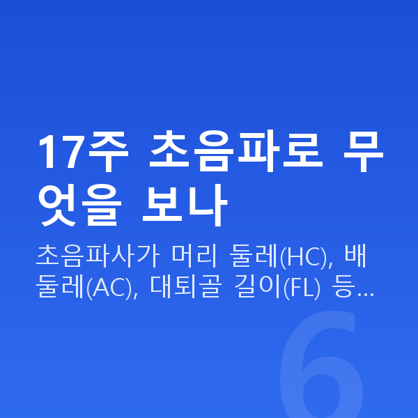 임신 17주차 초음파 17주 초음파로 무엇을 보나