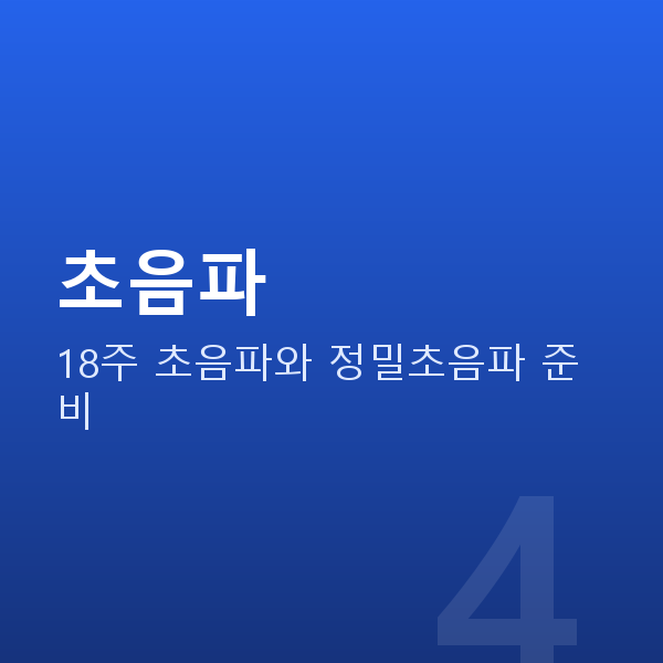 임신 18주차 초음파