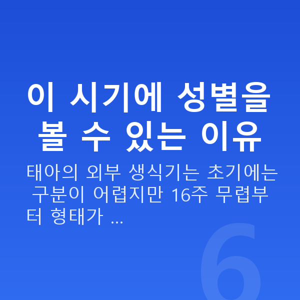 임신 18주차 성별 이 시기에 성별을 볼 수 있는 이유
