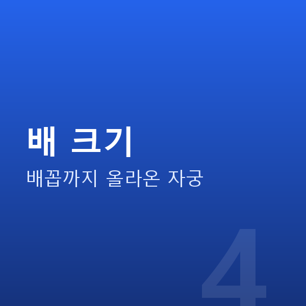 임신 19주차 배 크기