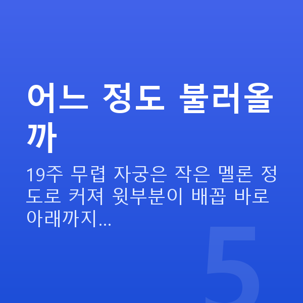 임신 19주차 배 크기 어느 정도 불러올까