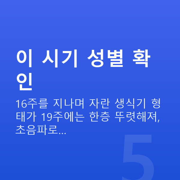 임신 19주차 성별 이 시기 성별 확인