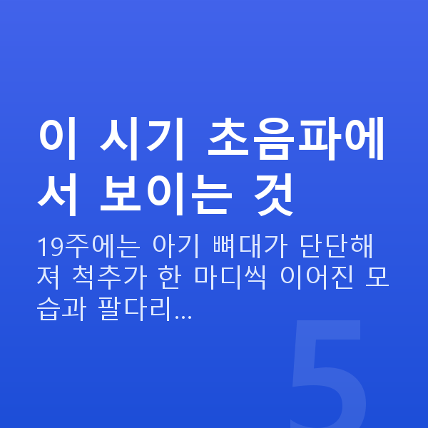 임신 19주차 초음파 이 시기 초음파에서 보이는 것