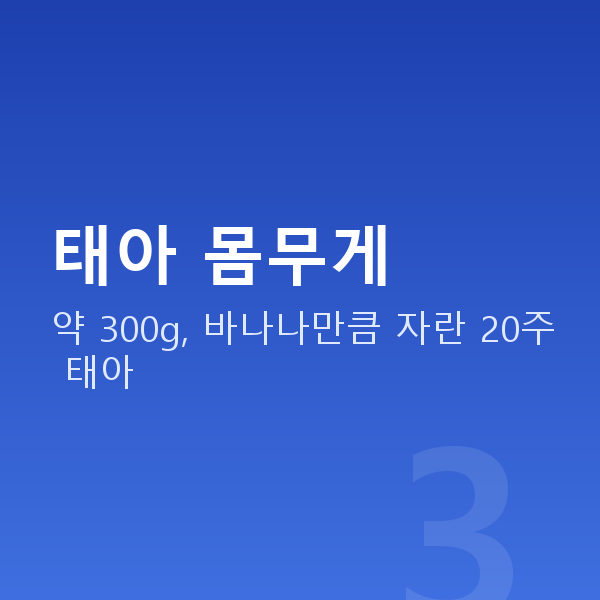 임신 20주차 태아 몸무게