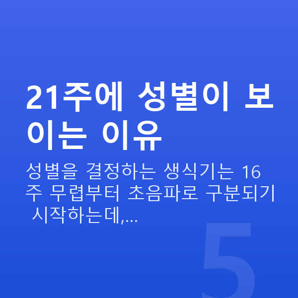 임신 21주차 성별 21주에 성별이 보이는 이유