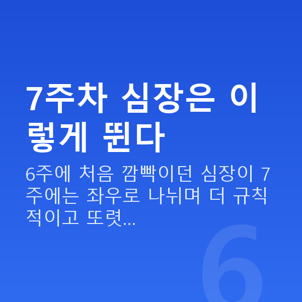 임신 7주차 심장소리 7주차 심장은 이렇게 뛴다