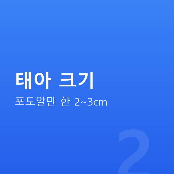 임신 9주차 태아 크기