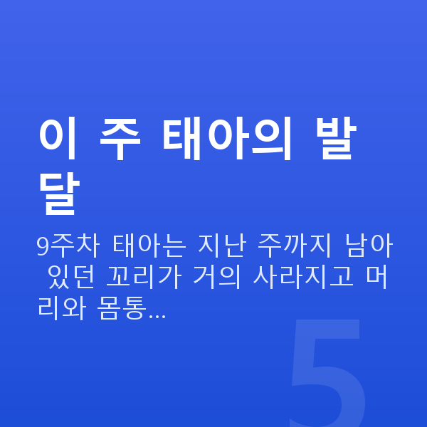 임신 9주차 태아크기 이 주 태아의 발달
